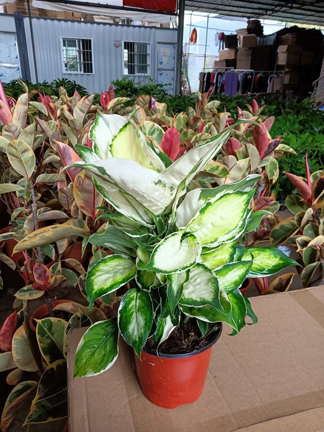 Aglaonema modestum - professional live plants supplier, natural plants ...