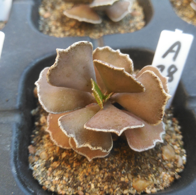 Kalanchoe rhombopilosa ssp4.jpg