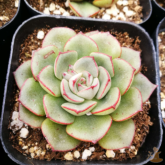 Echeveria Moranii1.jpg