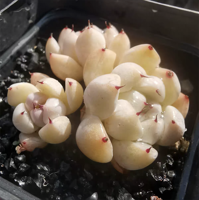 Echeveria Unguiculata white form5.png