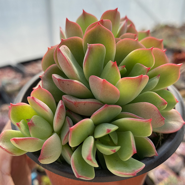 Echeveria cv Victor1.jpg