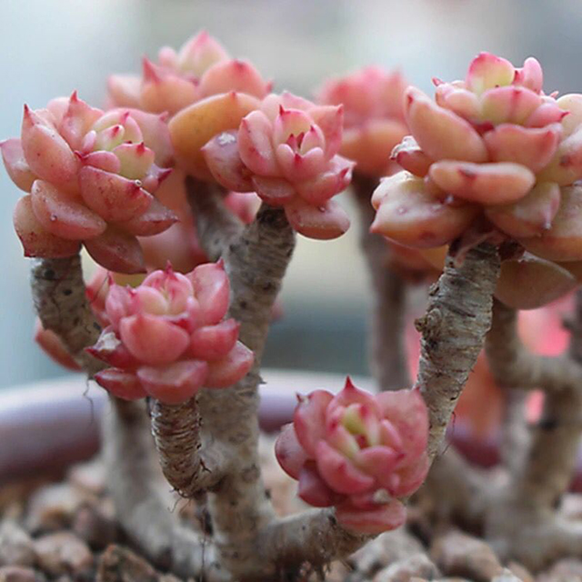 Echeveria amoena1.jpg