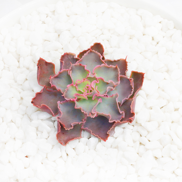 Echeveria shaviana1.jpg