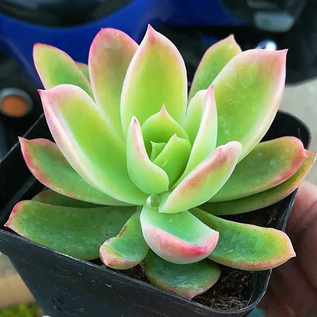 Echeveria Golden Glow1.jpg