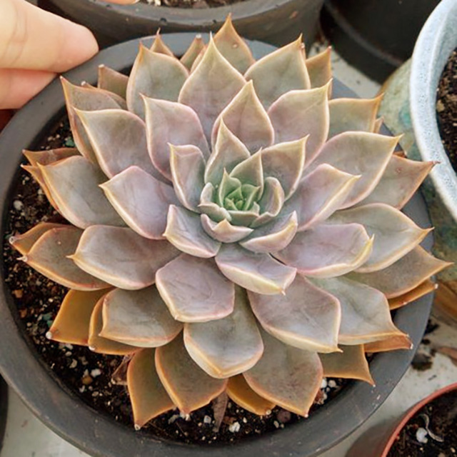 Echeveria Mensa1.jpg