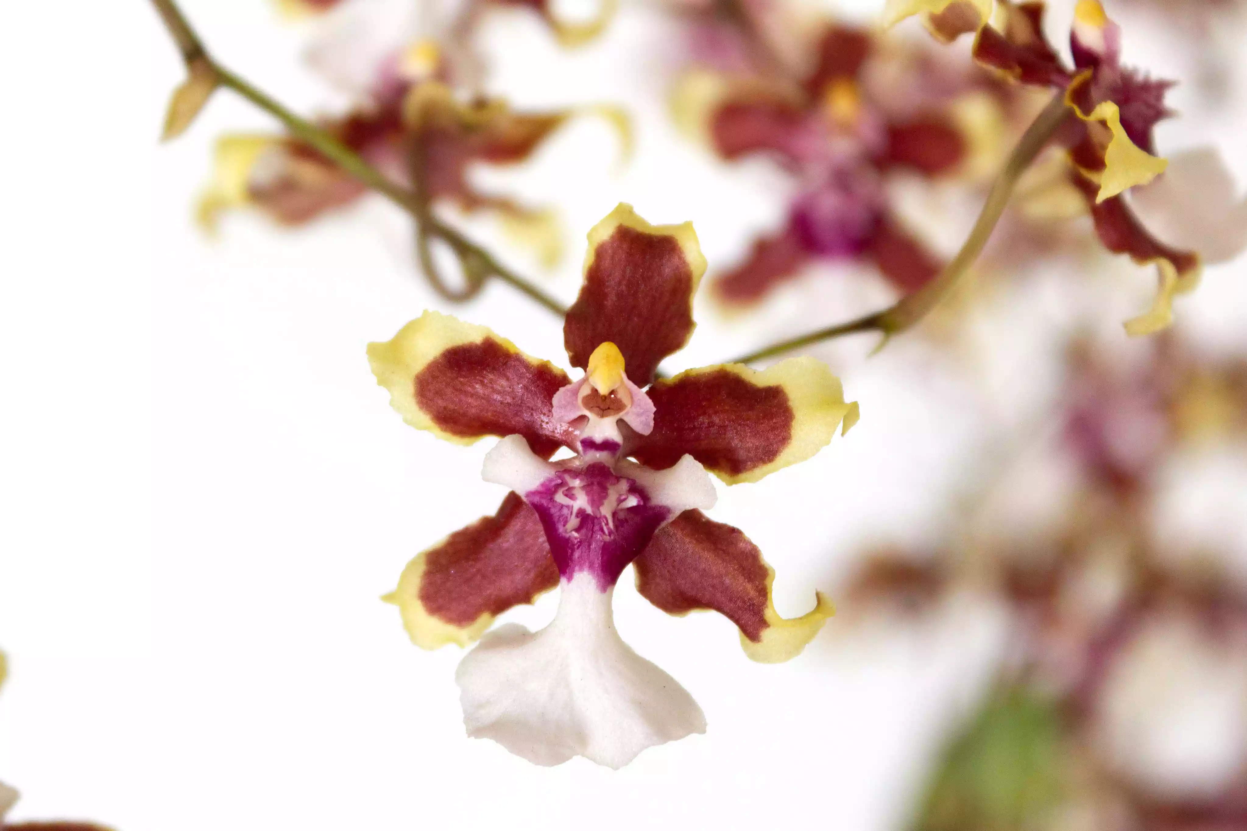 closeup of oncidium orchid