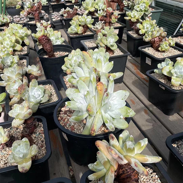 Dudleya farinose1.jpg