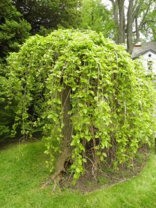 weeping mulberry