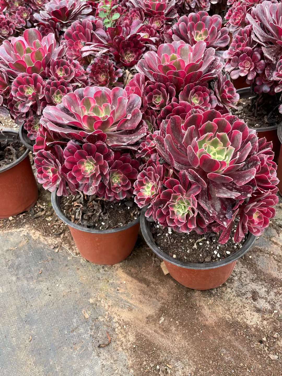 Aeonium Medusa (18).jpg